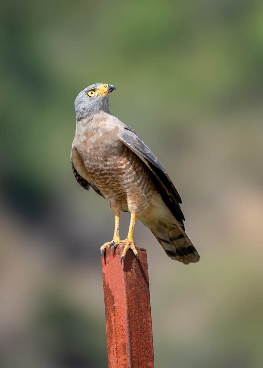 Roadside Hawk - ML612413987