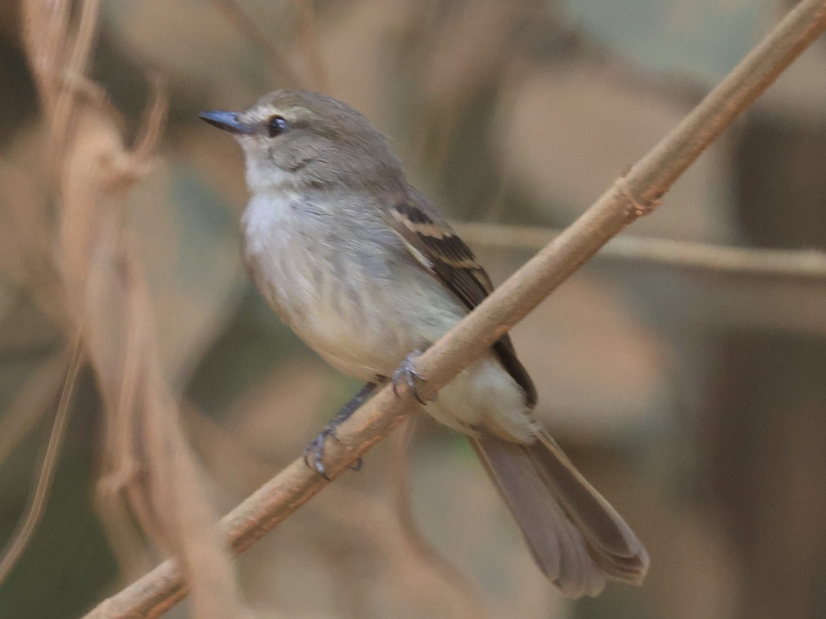 Fuscous Flycatcher (Fuscous) - ML612414002