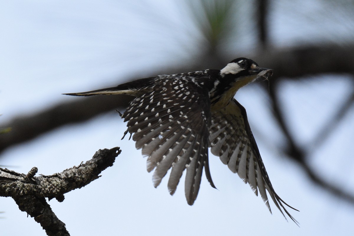 Red-cockaded Woodpecker - Sherri Brown