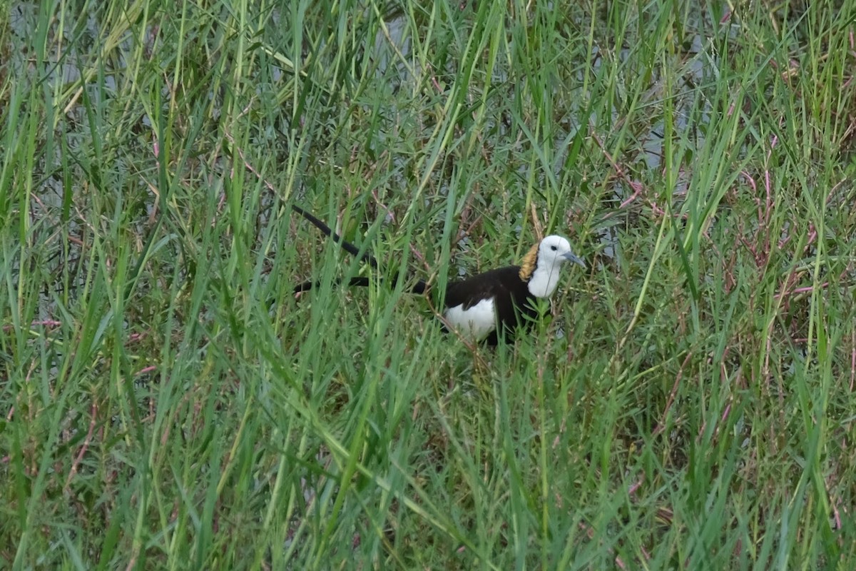 Pheasant-tailed Jacana - ML612414023