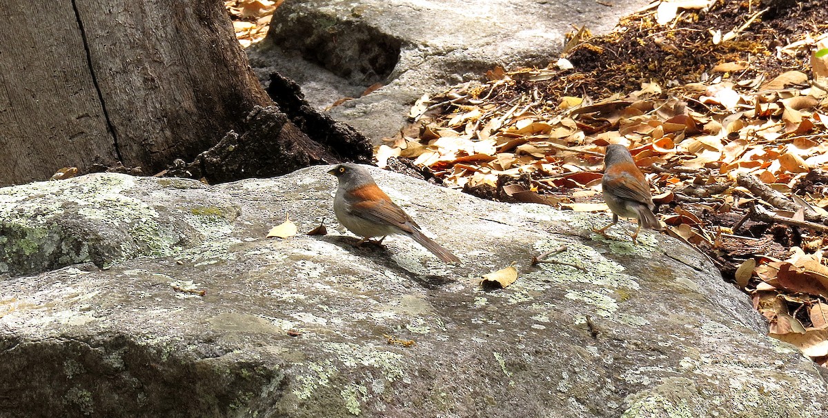 Yellow-eyed Junco - ML612414069