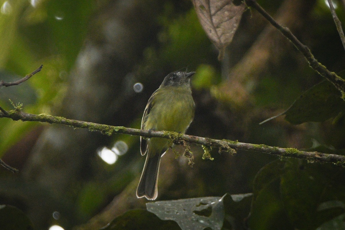 Slaty-capped Flycatcher - ML612414186