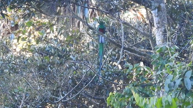 Resplendent Quetzal - ML612414231