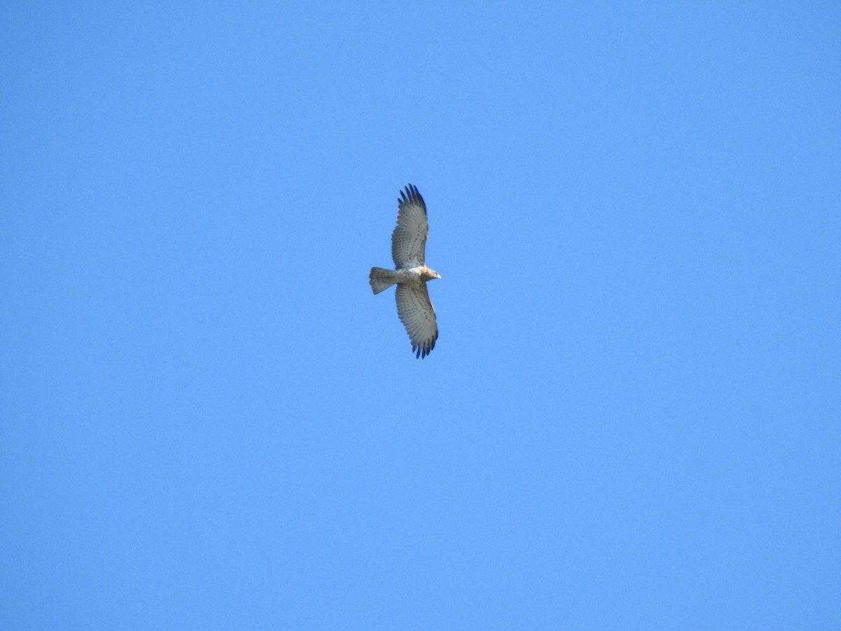 Short-toed Snake-Eagle - Antonio Jesús Sepúlveda