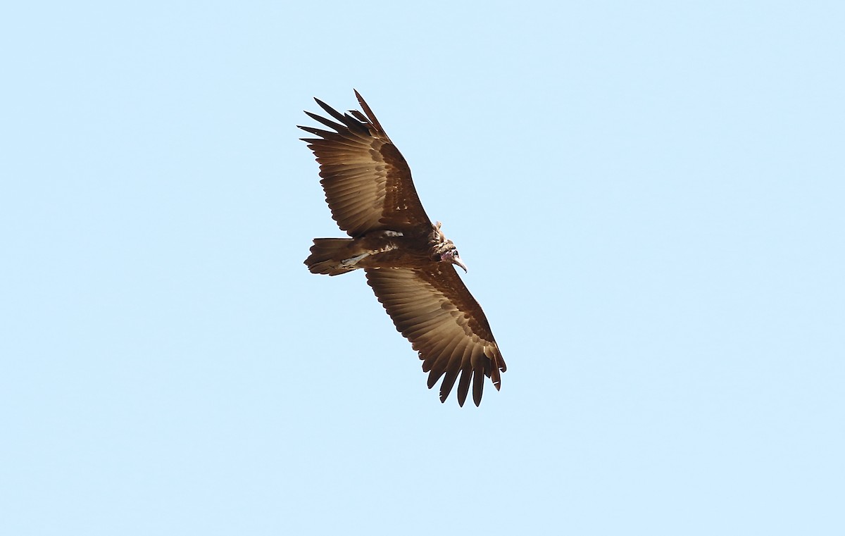 Hooded Vulture - ML612414314