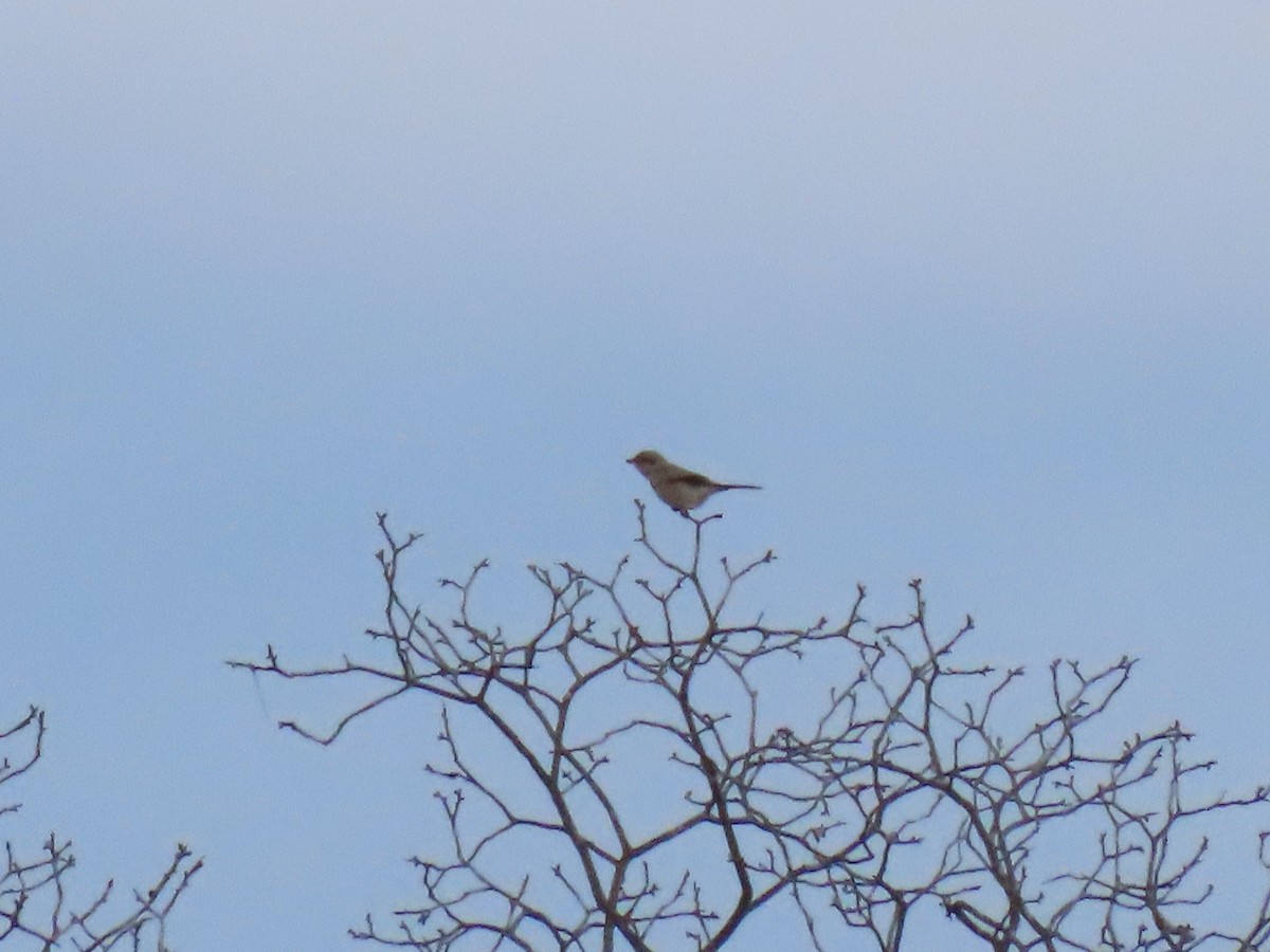 Northern Shrike - ML612414328