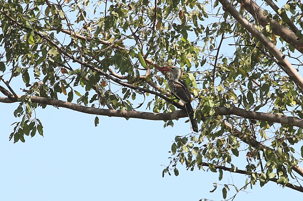 Northern Red-billed Hornbill - ML612414346