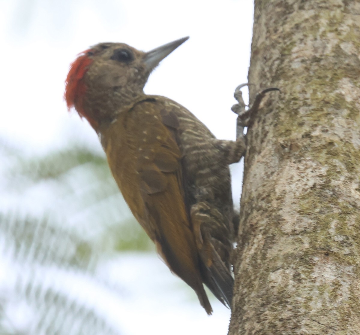 Little Woodpecker - Michael Clay