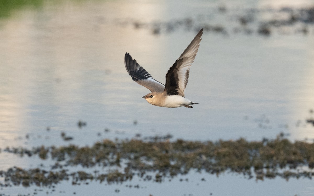 Small Pratincole - ML612414411