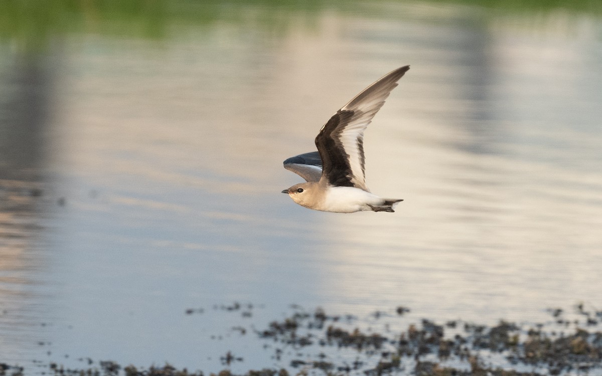 Small Pratincole - ML612414414