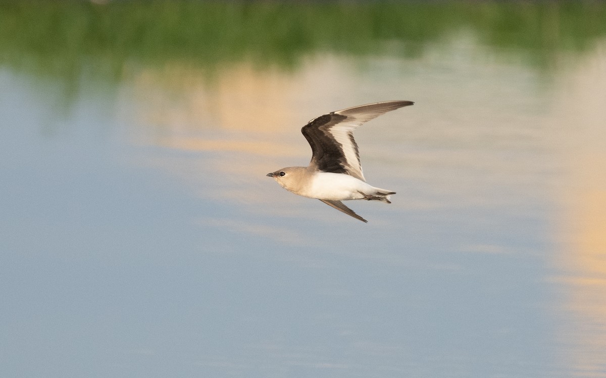 Small Pratincole - ML612414416