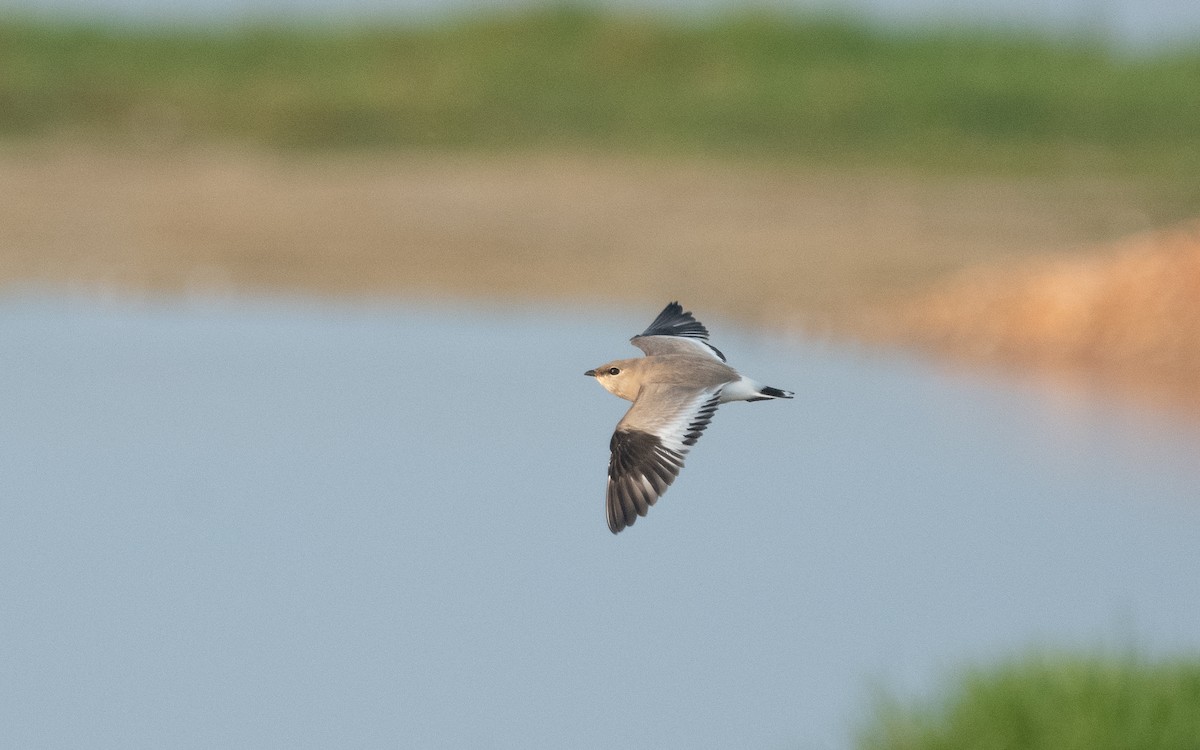 Small Pratincole - ML612414420