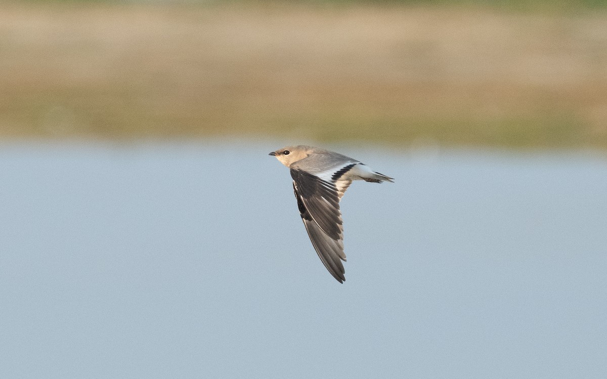 Small Pratincole - ML612414422
