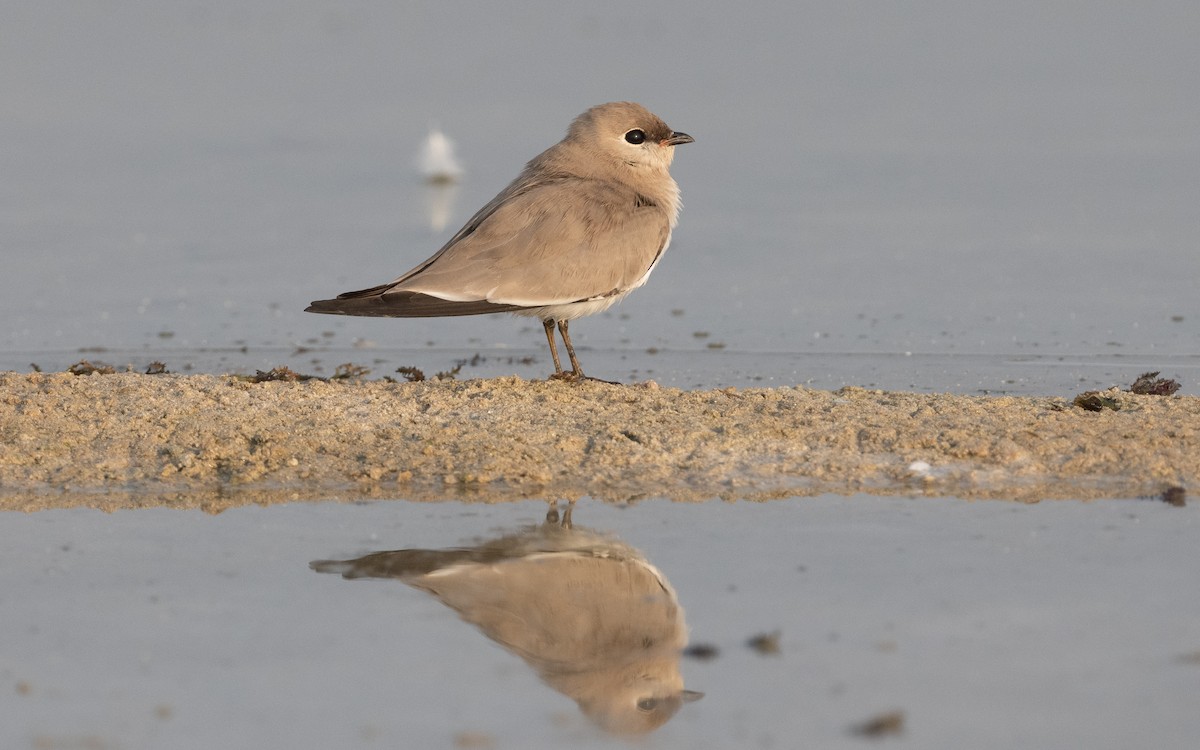 Small Pratincole - ML612414437