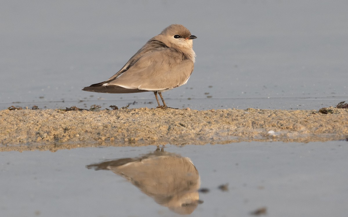 Small Pratincole - ML612414451