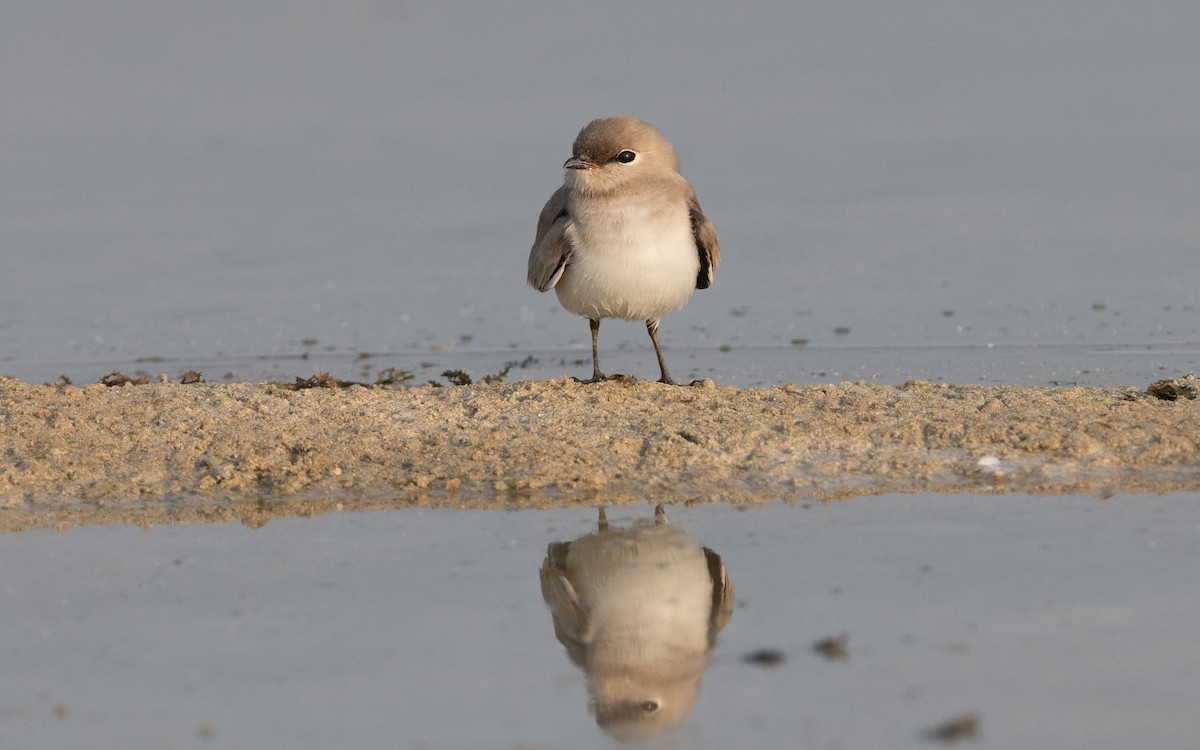Small Pratincole - ML612414458