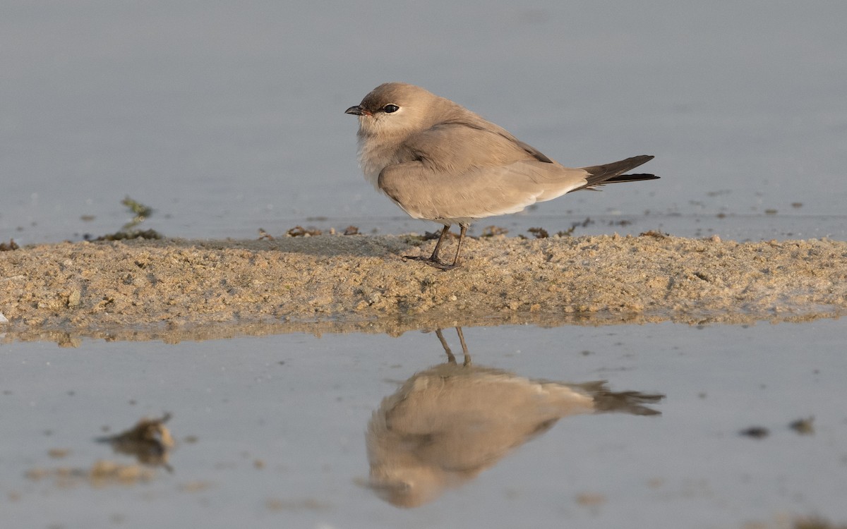 Small Pratincole - ML612414474