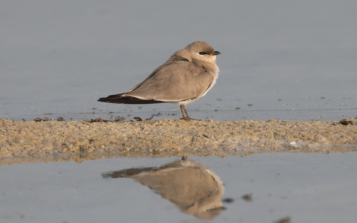 Small Pratincole - ML612414491