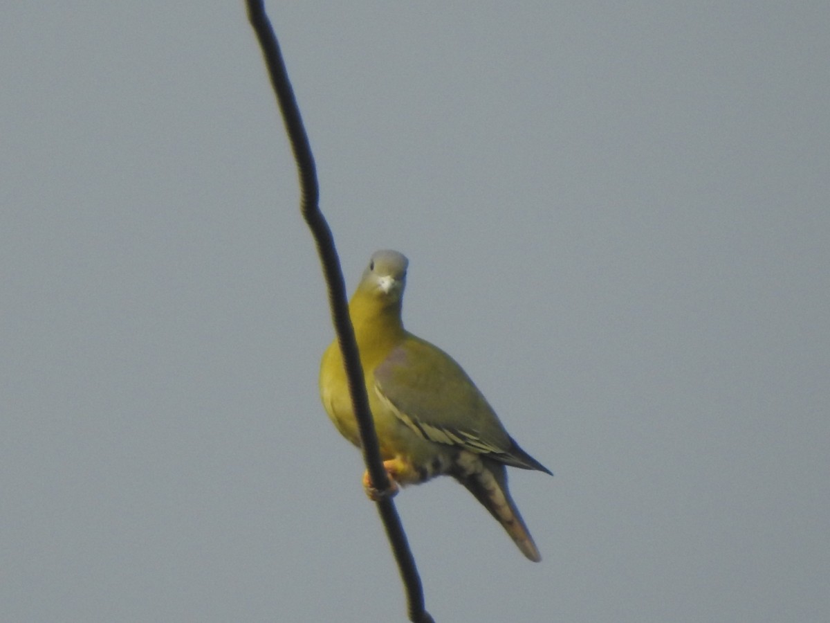 Yellow-footed Green-Pigeon - Hemraj Patil