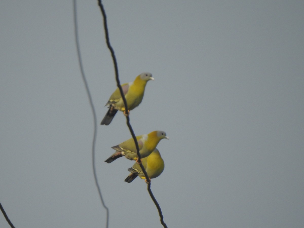 kragegrønndue - ML612414514