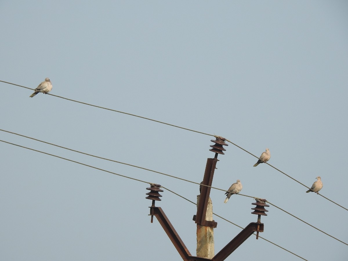 tyrkerdue - ML612414533