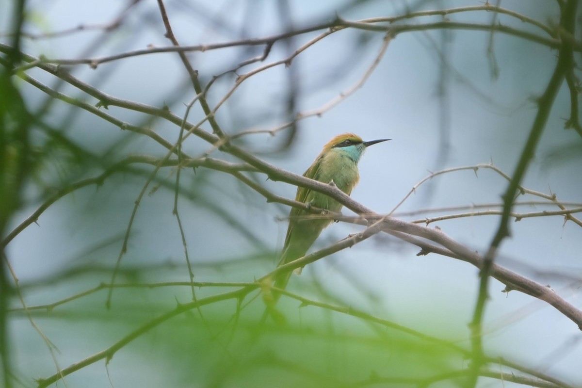 Asian Green Bee-eater - ML612414566