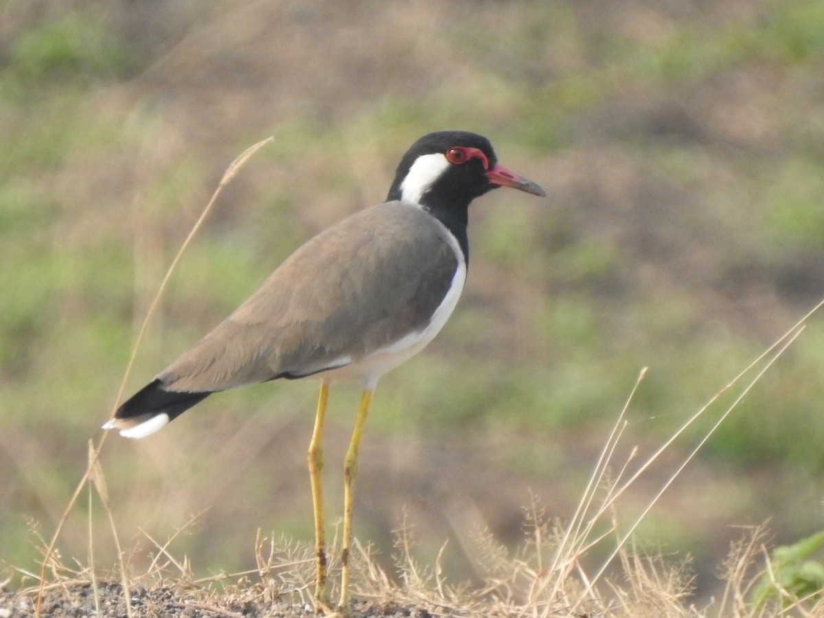 brillevipe - ML612414569