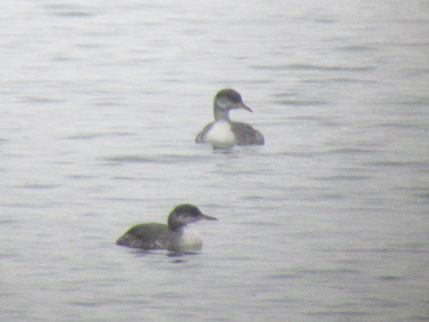 Red-necked Grebe - ML612414574