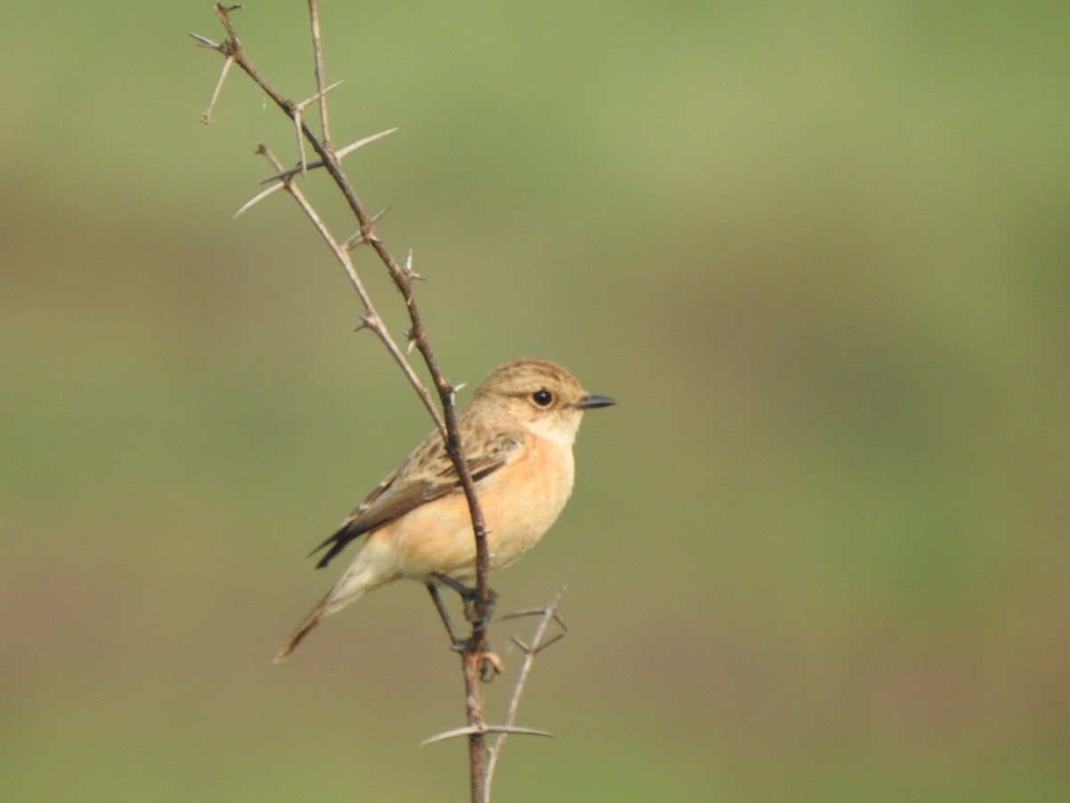 russesvartstrupe - ML612414589