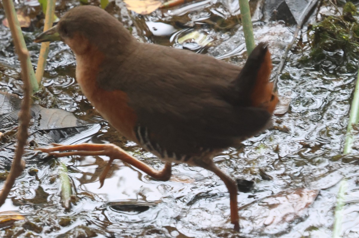 Rufous-sided Crake - Michael Clay