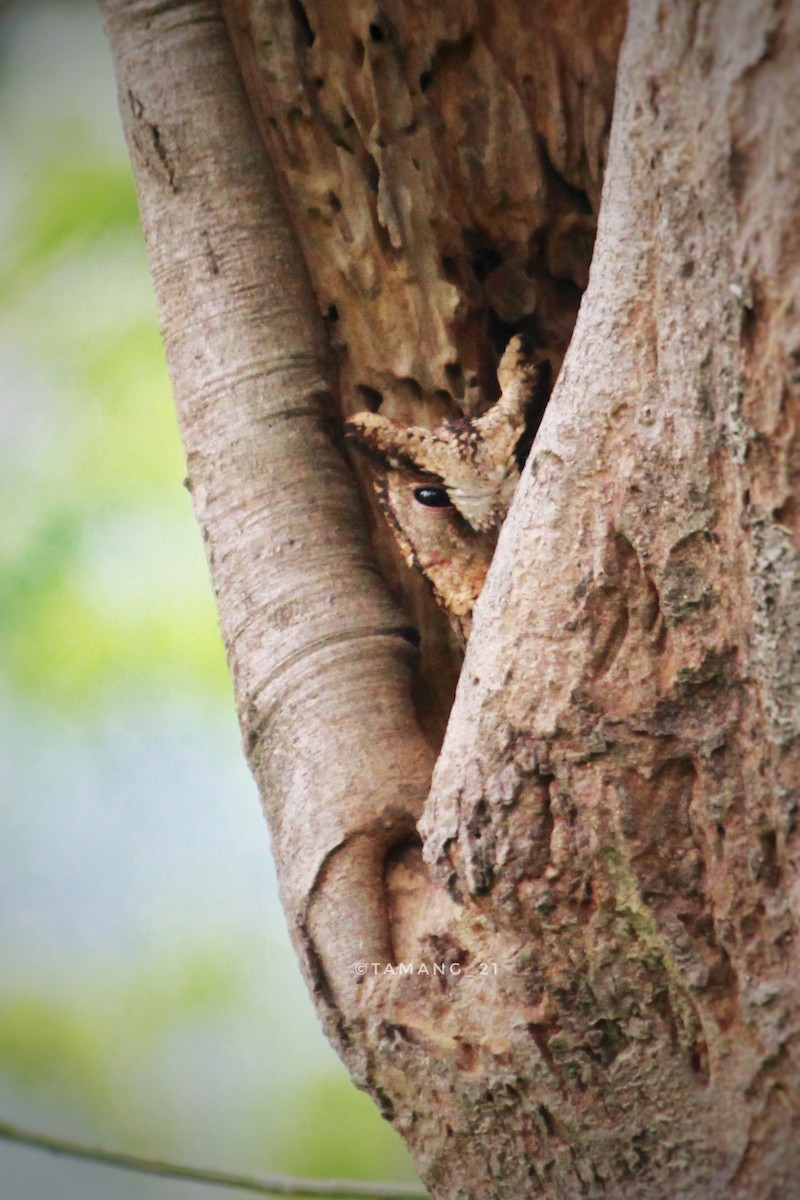 Collared Scops-Owl - ML612414660