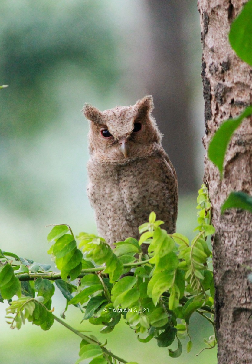 Collared Scops-Owl - ML612414661
