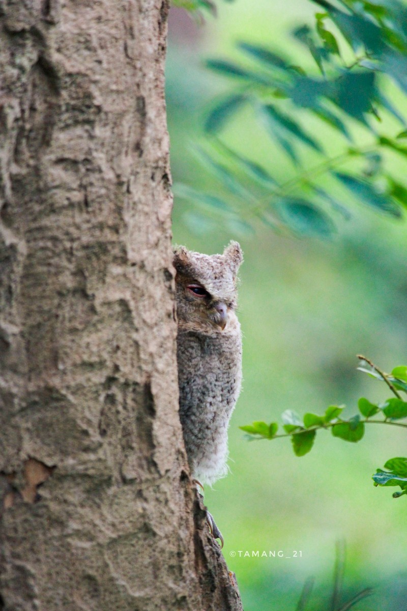 Collared Scops-Owl - ML612414662