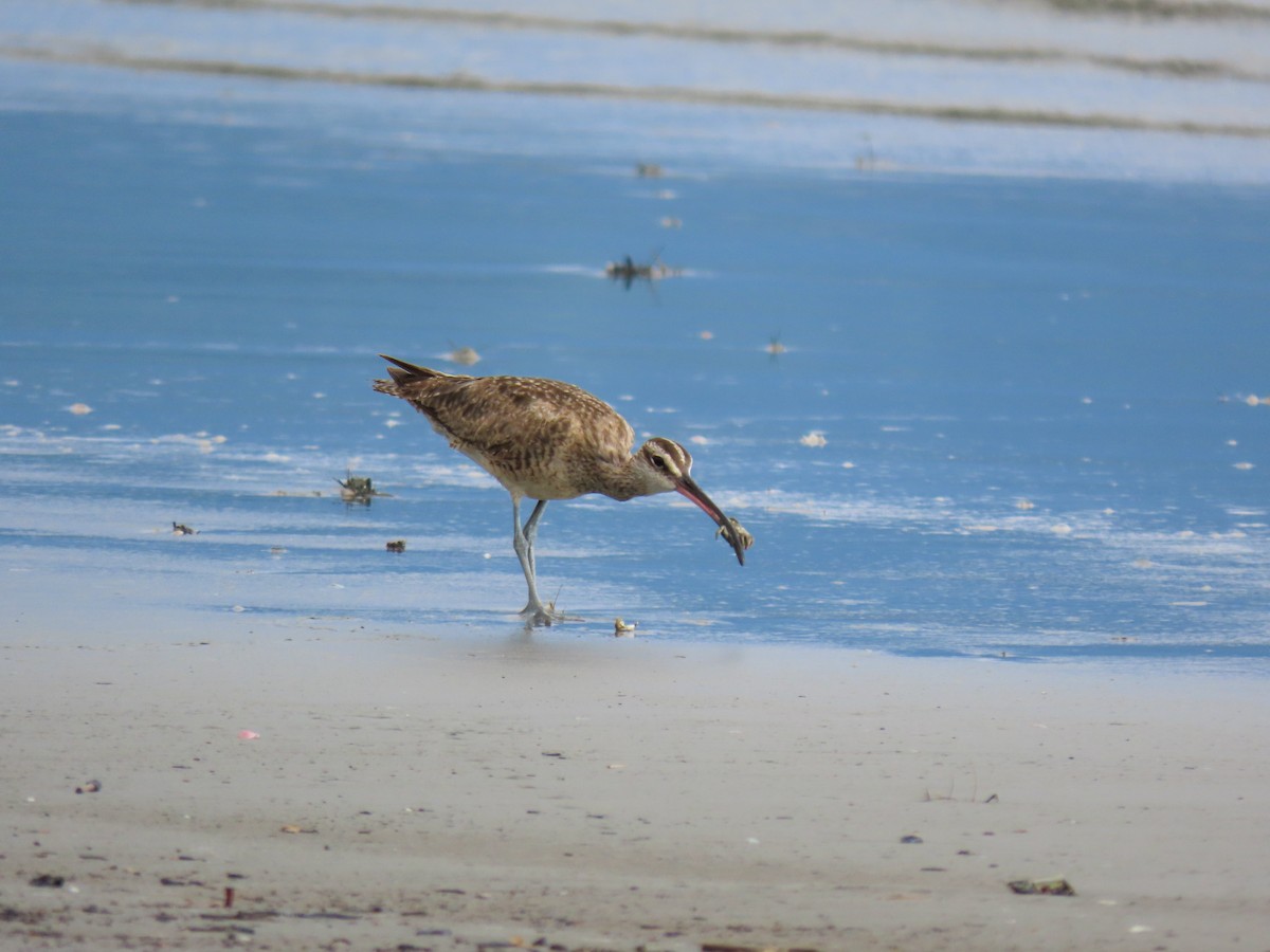 Whimbrel (Hudsonian) - Marcos Moura