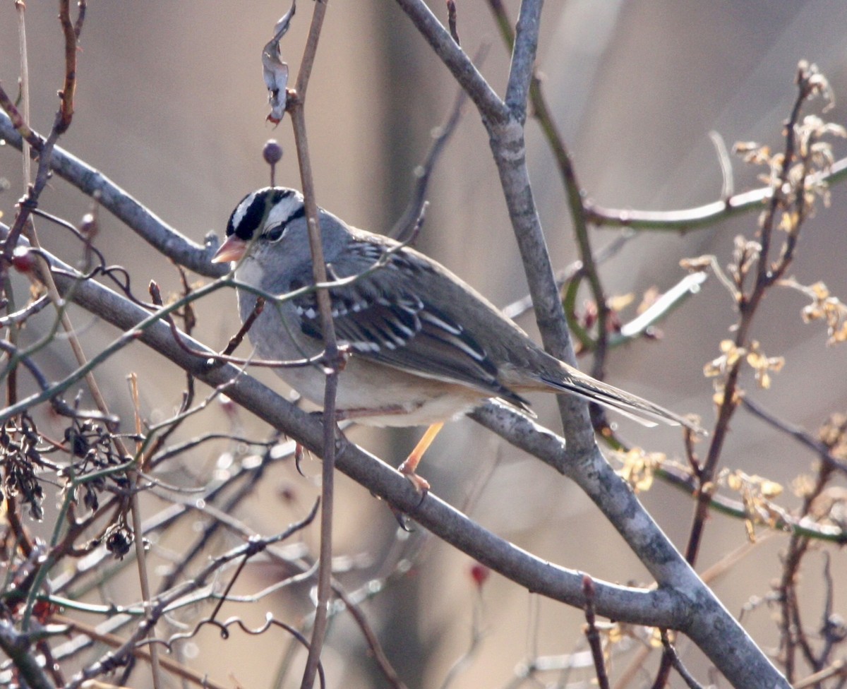 White-crowned Sparrow - ML612414779