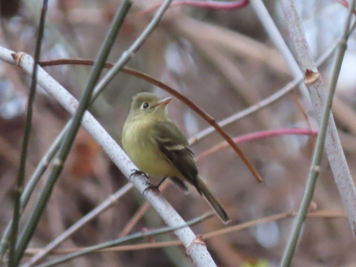 Western Flycatcher (Pacific-slope) - ML612414794