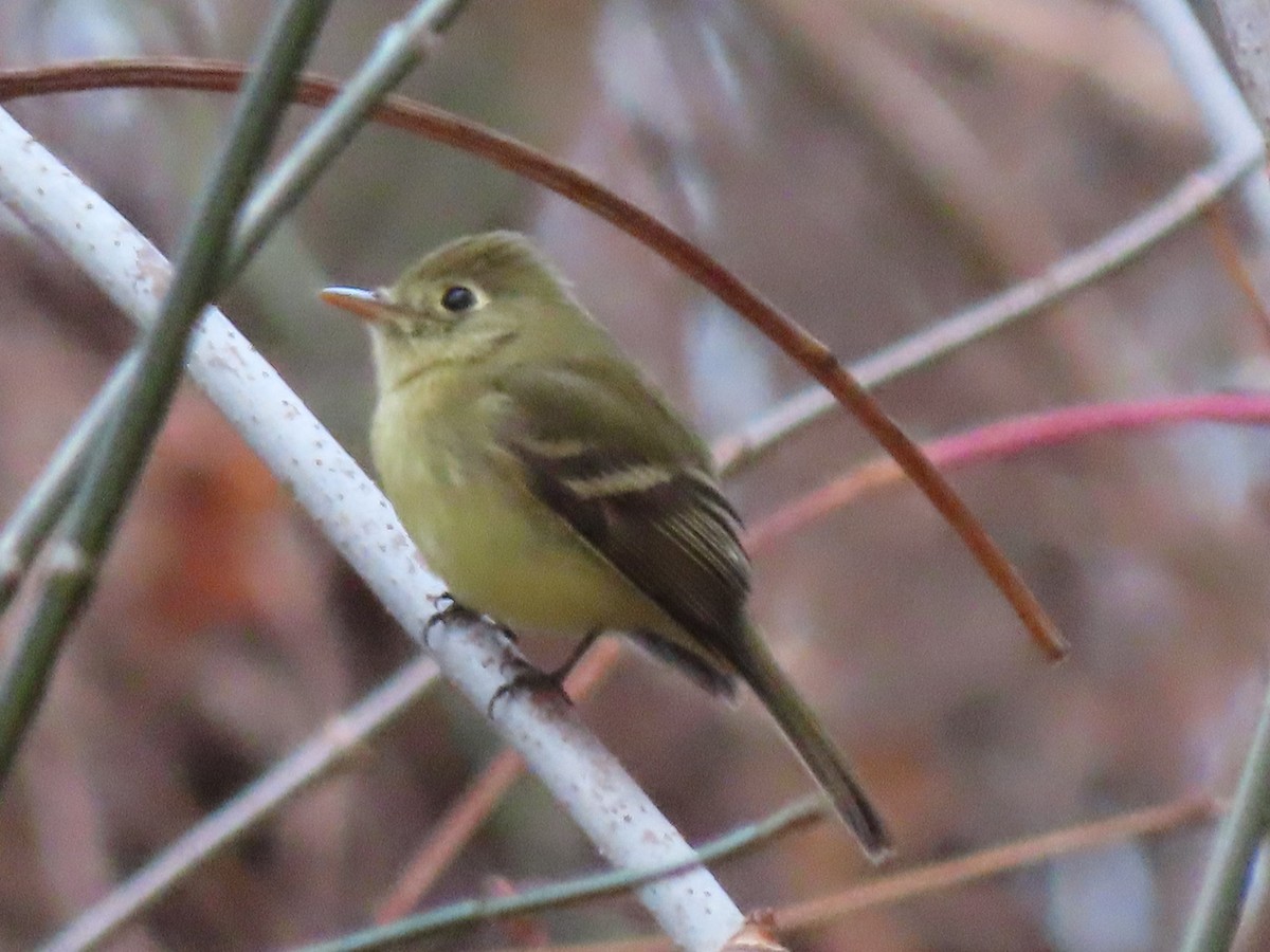 Western Flycatcher (Pacific-slope) - ML612414795