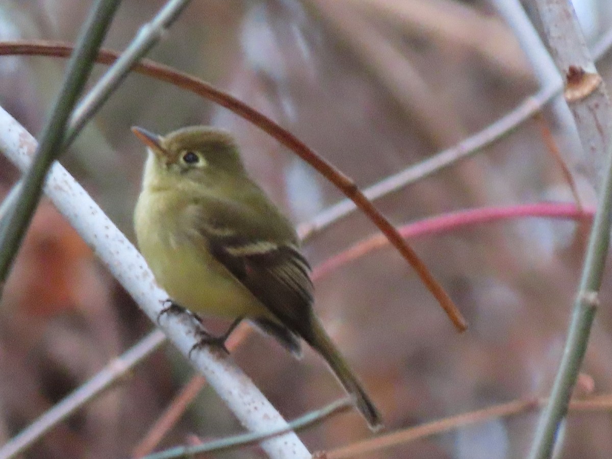 Western Flycatcher (Pacific-slope) - ML612414796