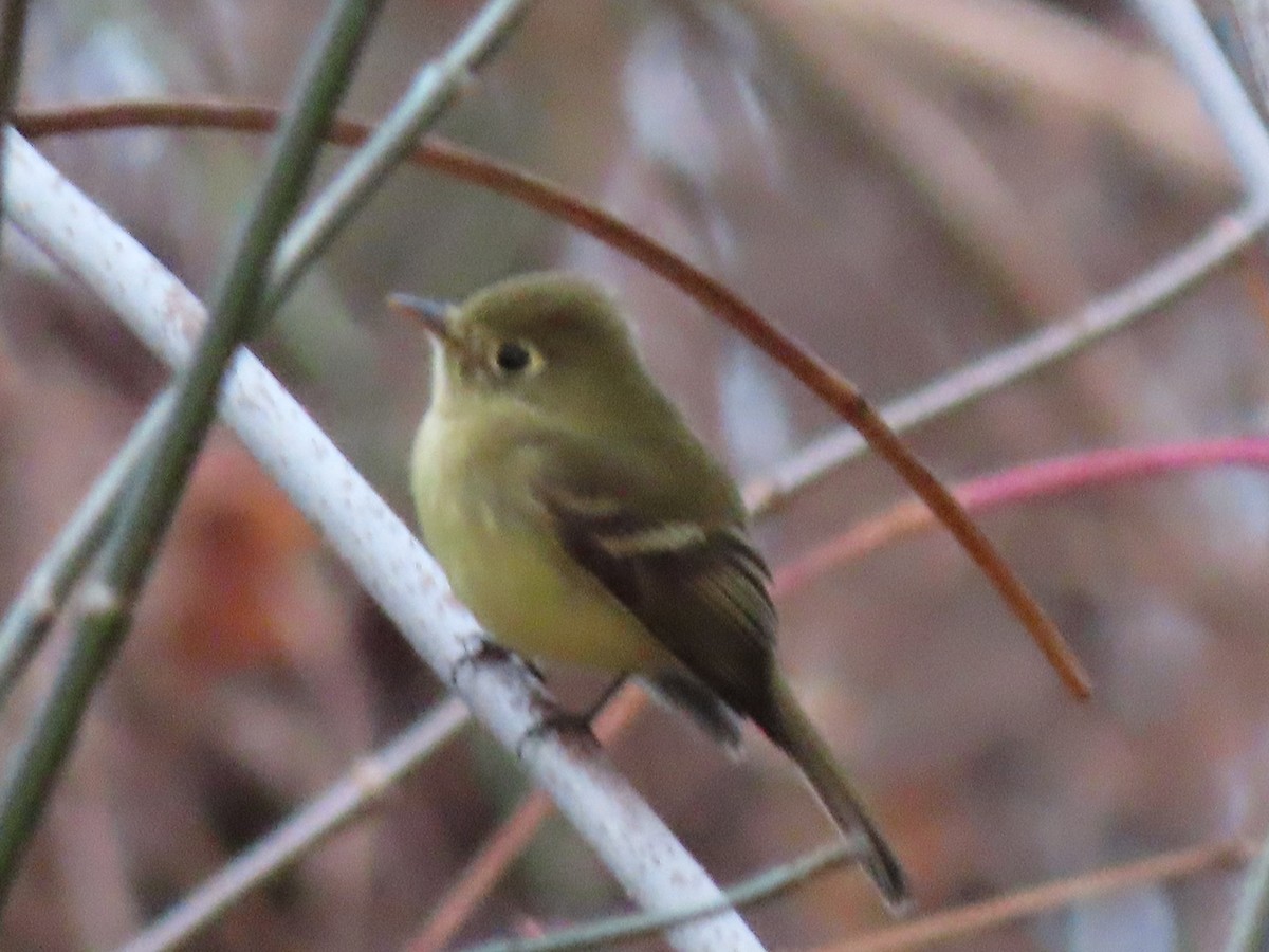 Western Flycatcher (Pacific-slope) - ML612414797