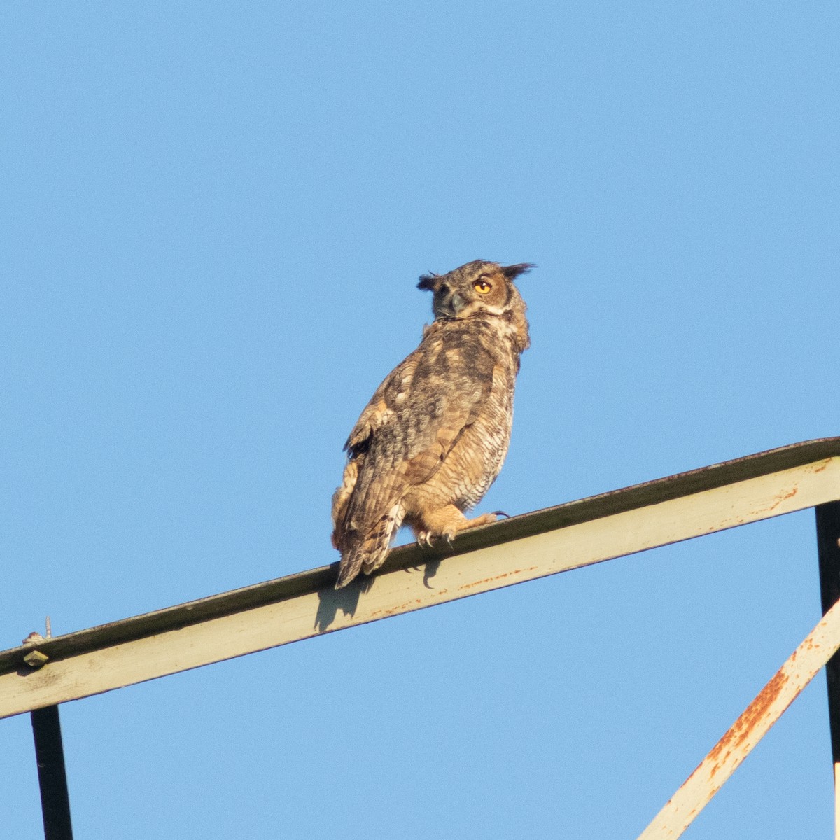 Great Horned Owl - ML612414814
