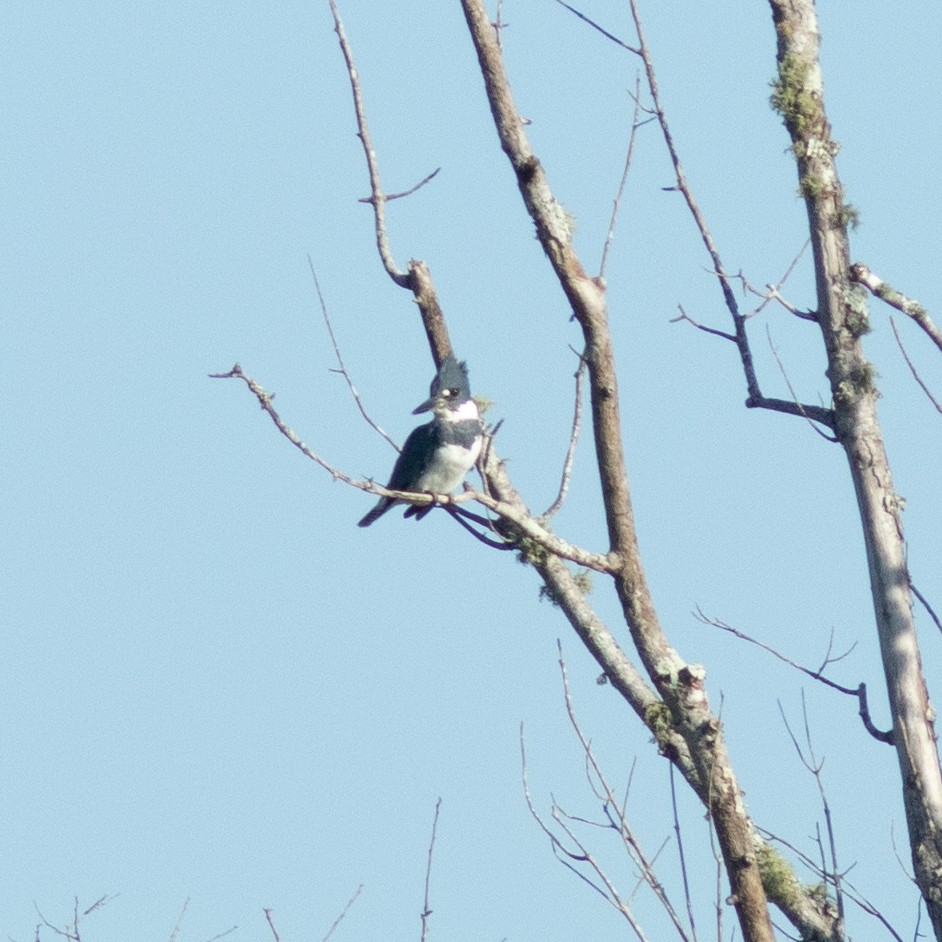 Belted Kingfisher - ML612414817