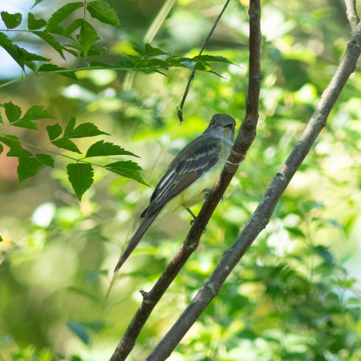 Great Crested Flycatcher - ML612414818