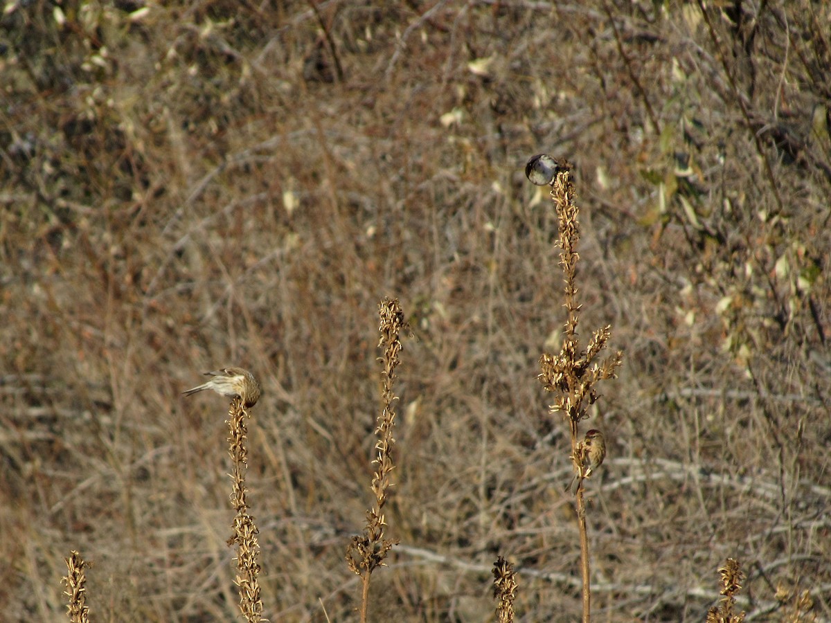 Lesser Redpoll - ML612414862