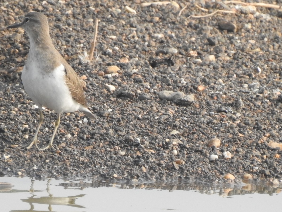 strandsnipe - ML612414871