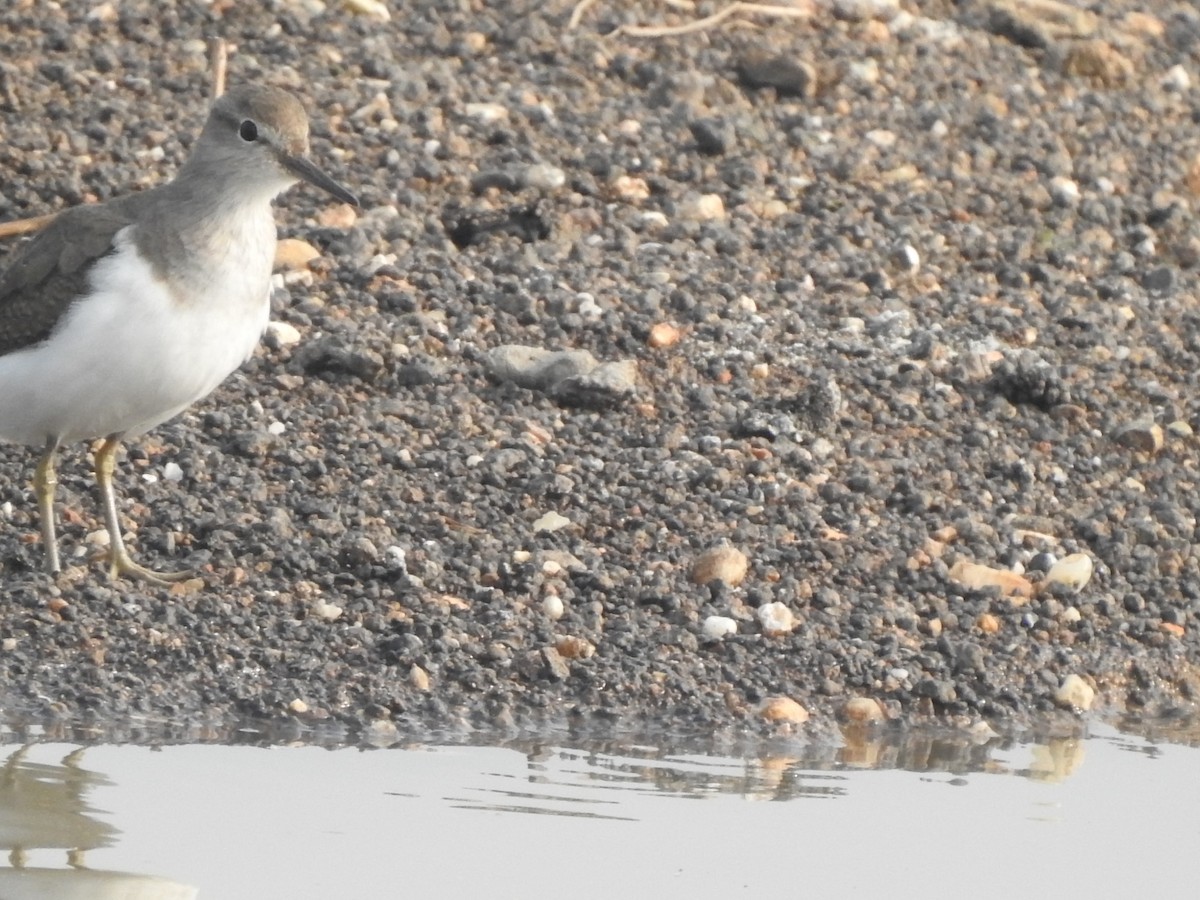 strandsnipe - ML612414872