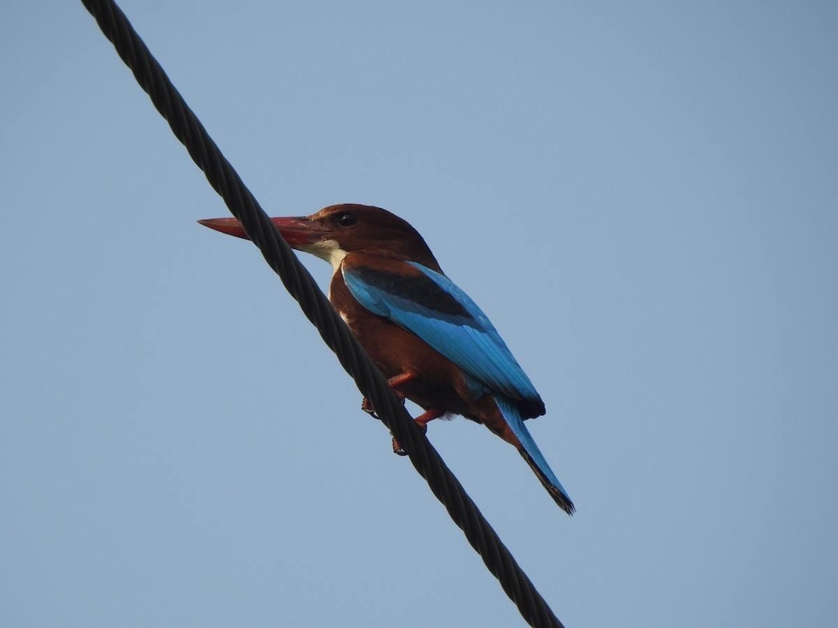 kastanjeisfugl - ML612414879