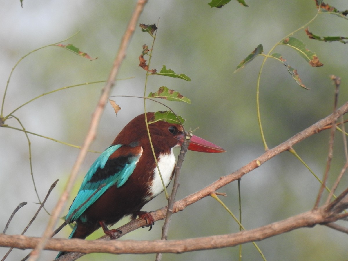 White-throated Kingfisher - Hemraj Patil
