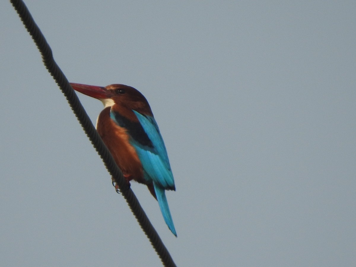 White-throated Kingfisher - Hemraj Patil