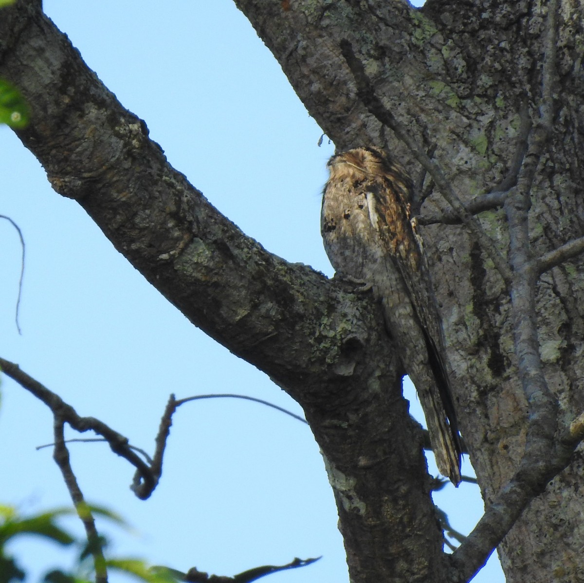 Northern Potoo - ML612414888