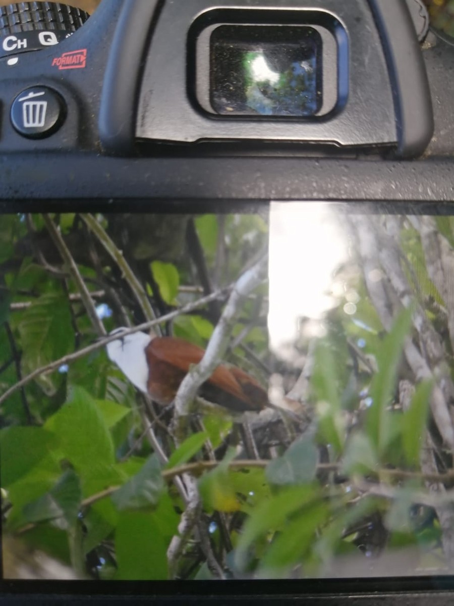 Three-wattled Bellbird - ML612414891